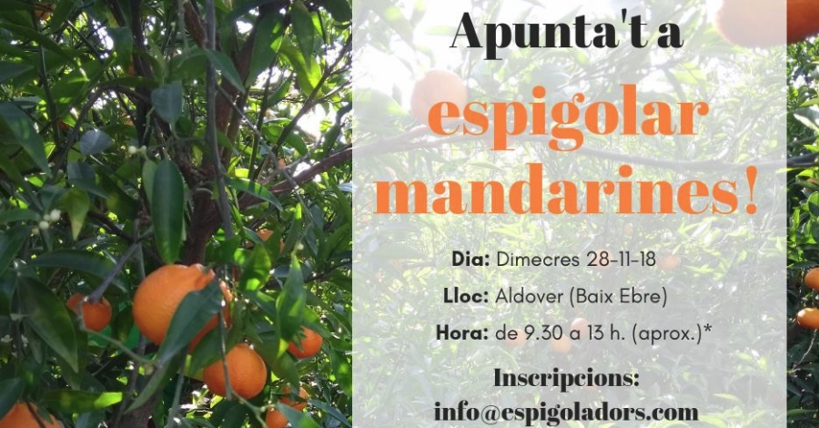 Espigolada de mandarines a Aldover