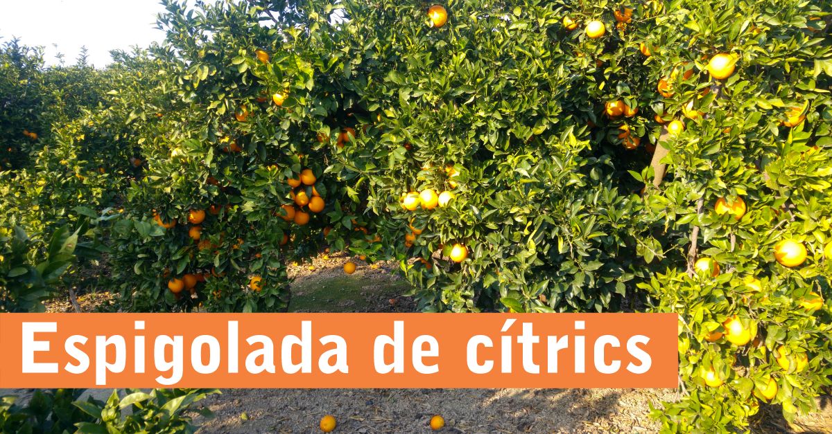 Espigolada de c�tricos