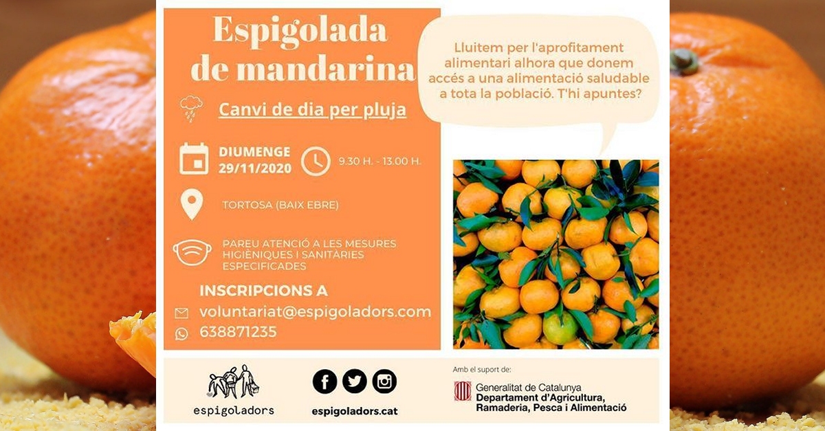 Espigolada de mandarina Espigolada de mandarina