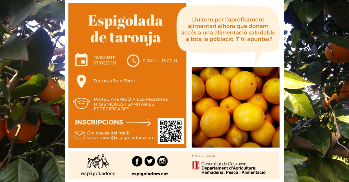 Espigolada de taronja Espigolada de taronja
