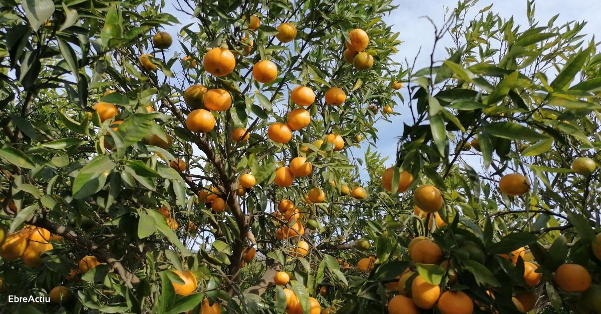 Una quarantena de voluntaris espigolen mandarines a Santa Bàrbara per donar-les a entitats socials | EbreActiu.cat, revista digital d’oci actiu | Terres de l’Ebre ... Una quarantena de voluntaris espigolen mandarines a Santa Bàrbara per donar-les a entitats socials | EbreActiu.cat, revista digital d’oci actiu | Terres de l’Ebre ...