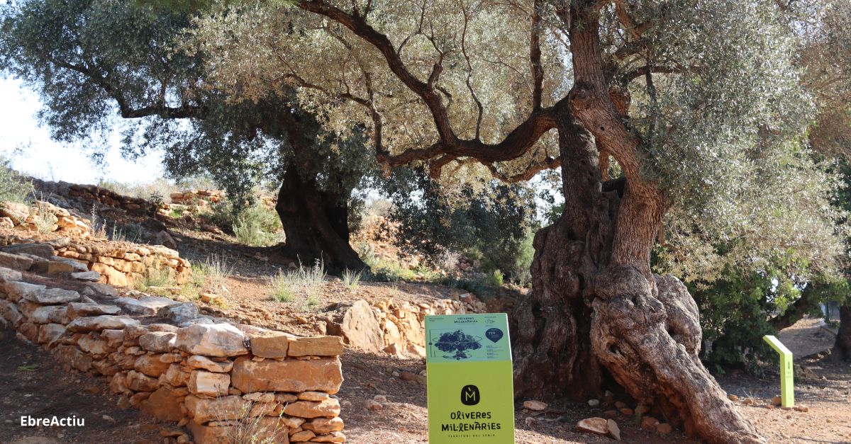 L’espoli d’oliveres monumentals va a la baixa