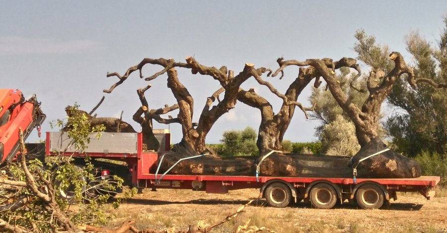 Salvem lo Montsi alerta de l’espoli d’oliveres al Baix Maestrat