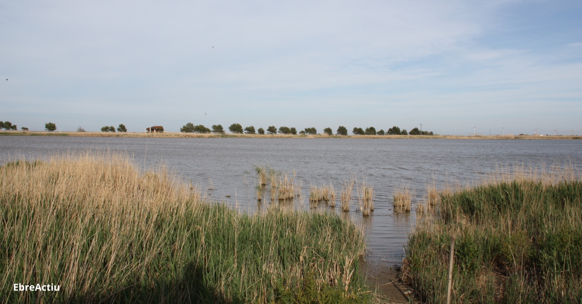 El Pla estatal de Protecci del Delta de lEbre saprovar a lagost