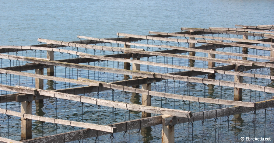 Agricultura presenta un estudi per a millorar la producci de musclos i ostres a la badia del Fangar | EbreActiu.cat, revista digital d’oci actiu | Terres de l’Ebre ...