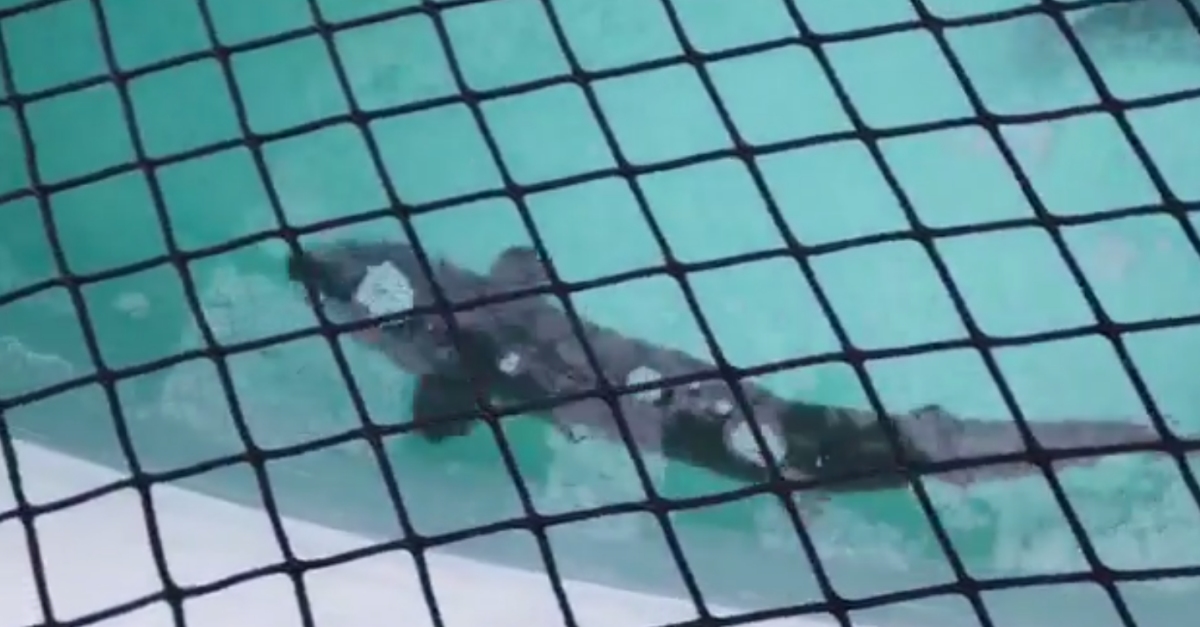 Els esturions del projecte Migratoebre "s’aclimaten b" al centre IRTA de la Rpita | EbreActiu.cat, revista digital d’oci actiu | Terres de l’Ebre ...