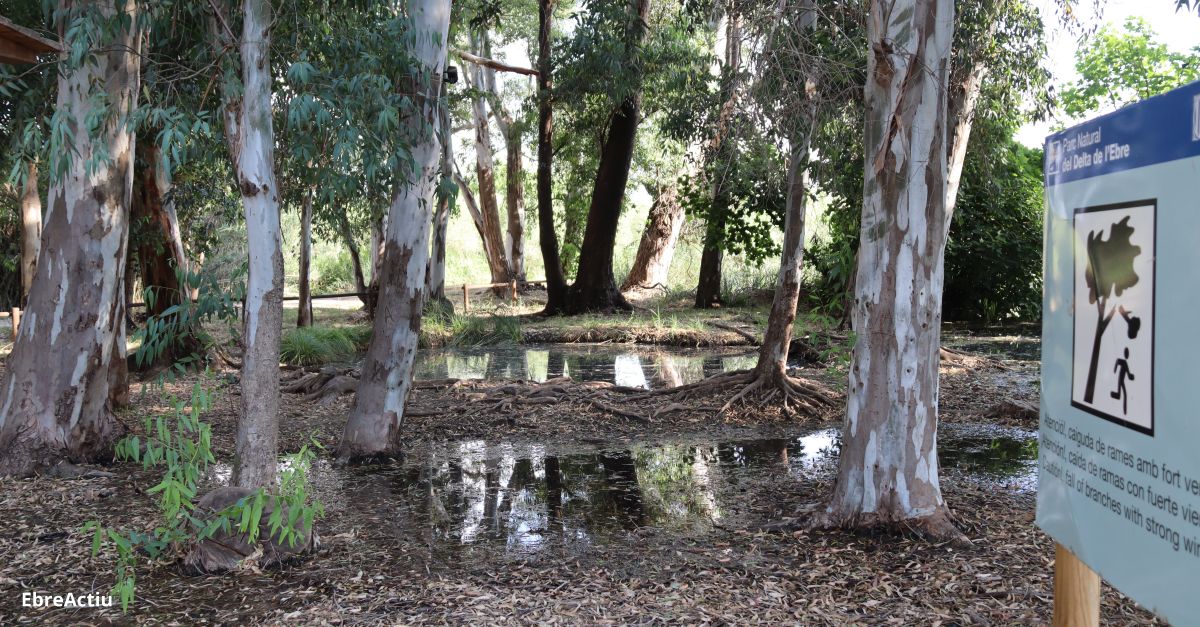 Eufnic escenifica als ullals de Baltasar una dcada de dileg amb el paisatge del delta de l’Ebre