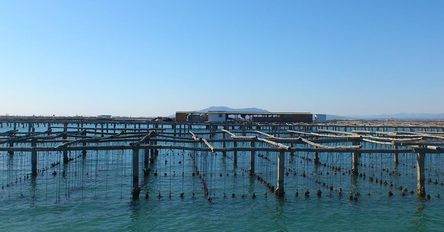 Excursi�n a las mejilloneras