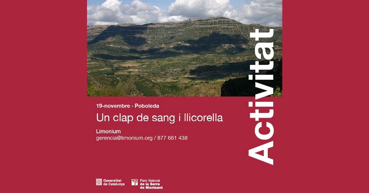 Excursi� per la solana de la serra de Montsant: Un clap de sang i licorella