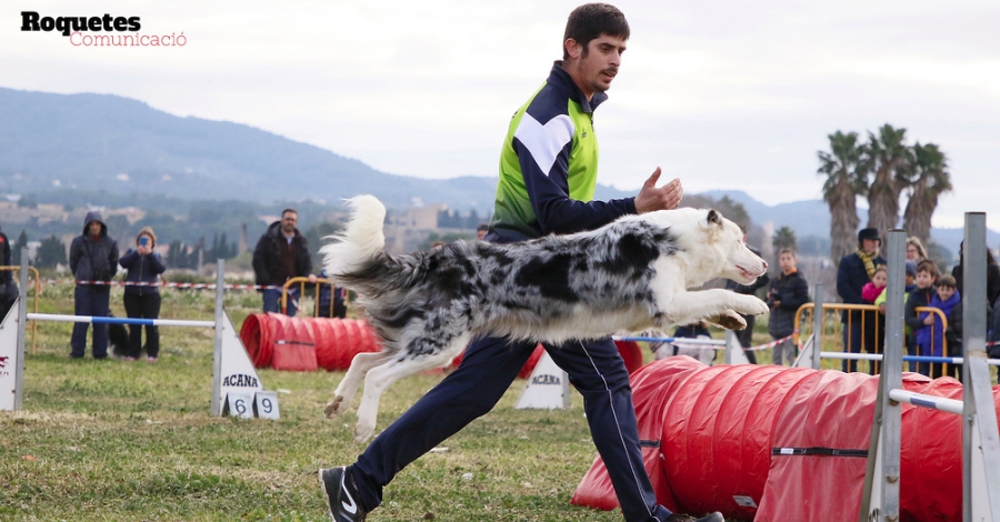Exhibici d’Agility a la Festa de Sant Antoni de Roquetes i Jess