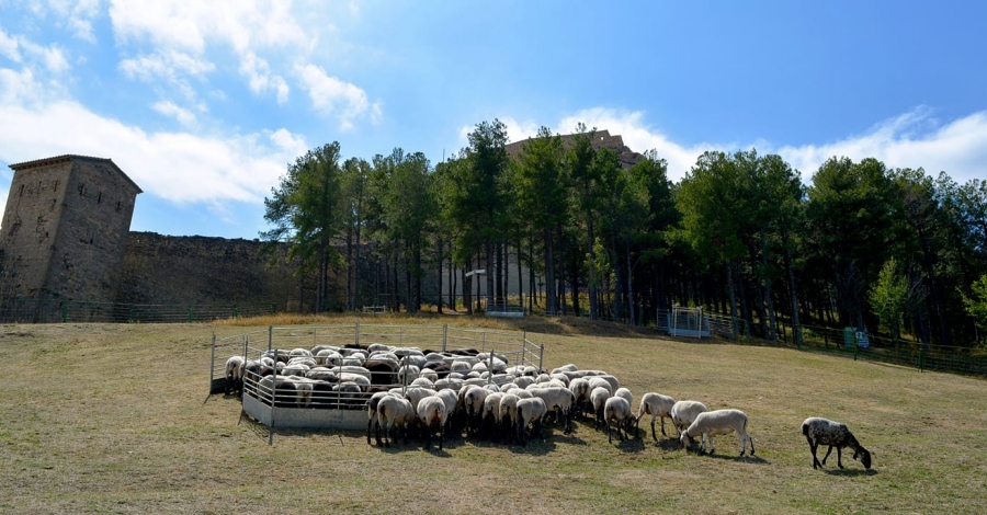 Èxit de la 763a Fira de Morella | EbreActiu.cat, revista digital d’oci actiu | Terres de l’Ebre ... Èxit de la 763a Fira de Morella | EbreActiu.cat, revista digital d’oci actiu | Terres de l’Ebre ...