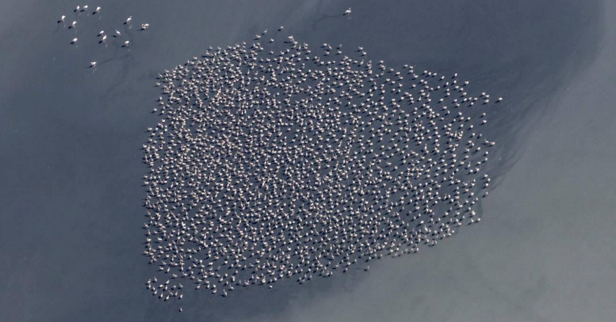 La colnia de flamencs al Parc Natural del Delta de l’Ebre assoleix el seu rcord reproductiu