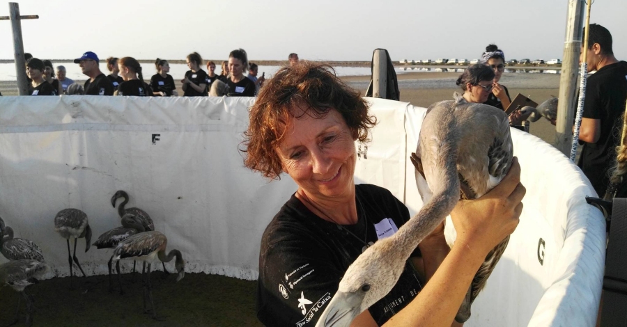 La col�nia de flamencs al Parc Natural del Delta de l&rsquo;Ebre assoleix el seu r�cord reproductiu | EbreActiu.cat, revista digital d&rsquo;oci actiu | Terres de l&rsquo;Ebre ...