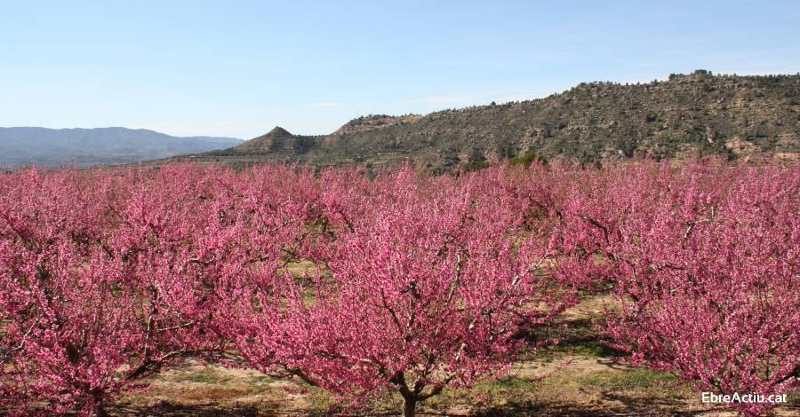 Un miler de visitants han gaudit de les experi�ncies i activitats de la #Riberaenflor al mar� | EbreActiu.cat, revista digital d&rsquo;oci actiu | Terres de l&rsquo;Ebre ...