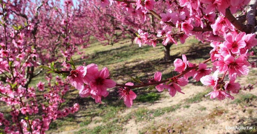 Un miler de visitants han gaudit de les experiències i activitats de la #Riberaenflor al març | EbreActiu.cat, revista digital d’oci actiu | Terres de l’Ebre ... Un miler de visitants han gaudit de les experiències i activitats de la #Riberaenflor al març | EbreActiu.cat, revista digital d’oci actiu | Terres de l’Ebre ...