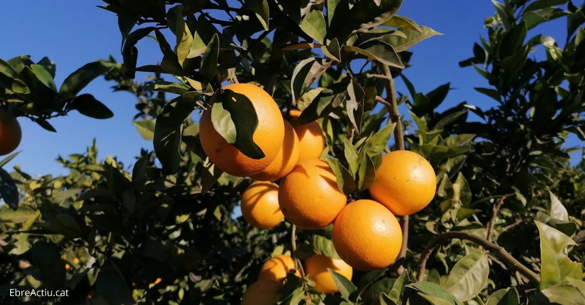 xit de les Jornades Citrcoles d’Alcanar: consoliden el model mixt presencial i virtual | EbreActiu.cat, revista digital d’oci actiu | Terres de l’Ebre ...