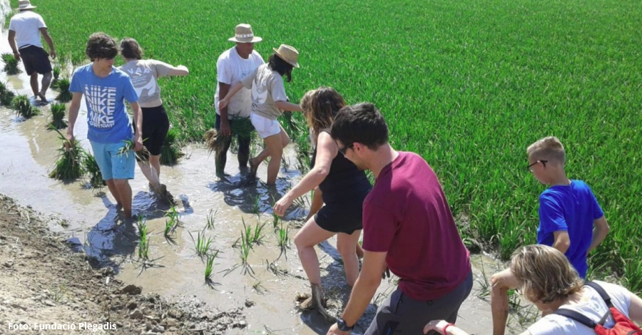 La Rpita celebra la festa de la plantada de larrs el 19 de juny