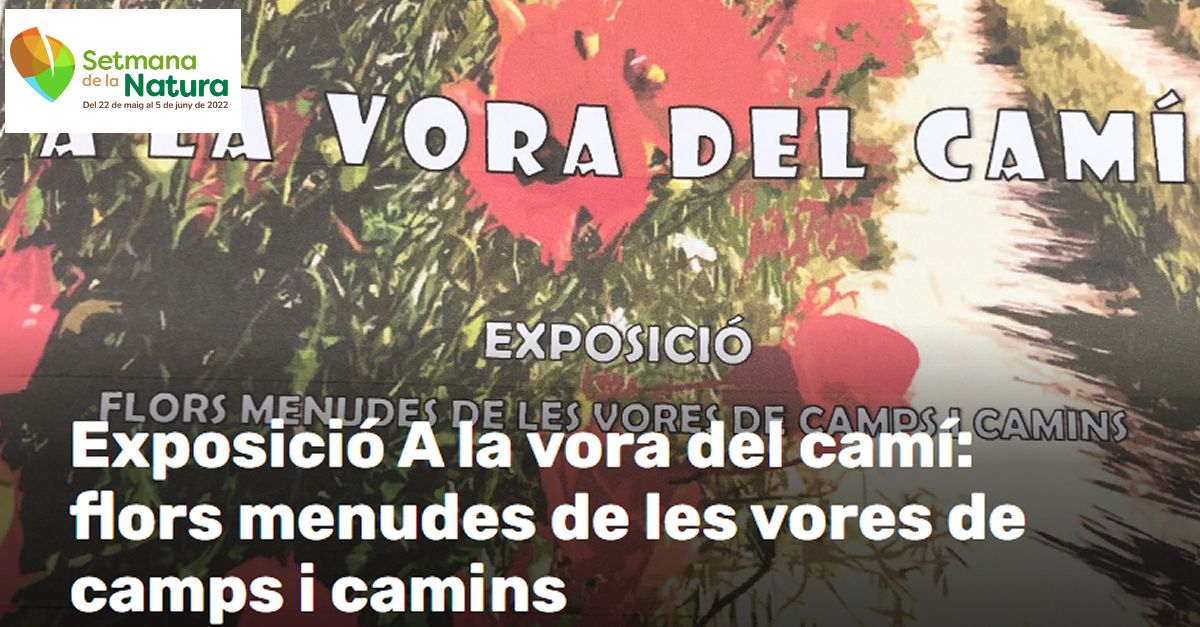 Setmana de la Natura: Exposici� A la vora del cam�: flors menudes de les vores de camps i camins