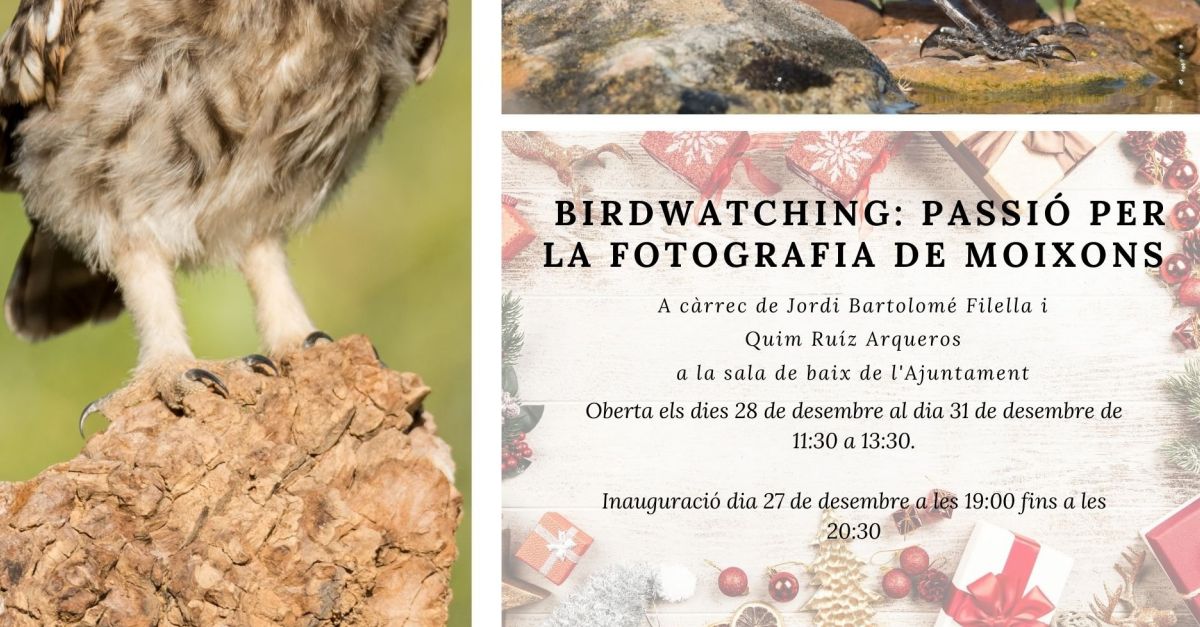 Exposici�: Birdwatching: passi� per la fotografia de moixons