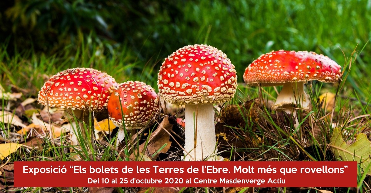 Exposici� �Els bolets de les Terres de l�Ebre. Molt m�s que rovellons�