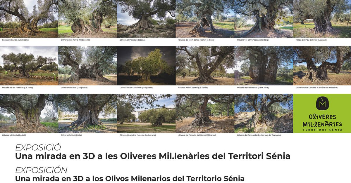 Exposici� �Una mirada en 3D a les Oliveres Mil�len�ries del Territori S�nia�