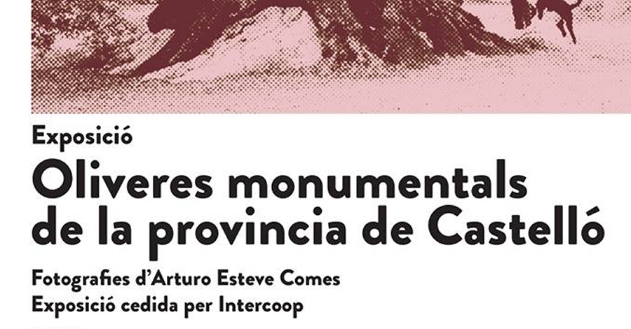 Exposici� Oliveres monumentals de la prov�ncia de Castell�