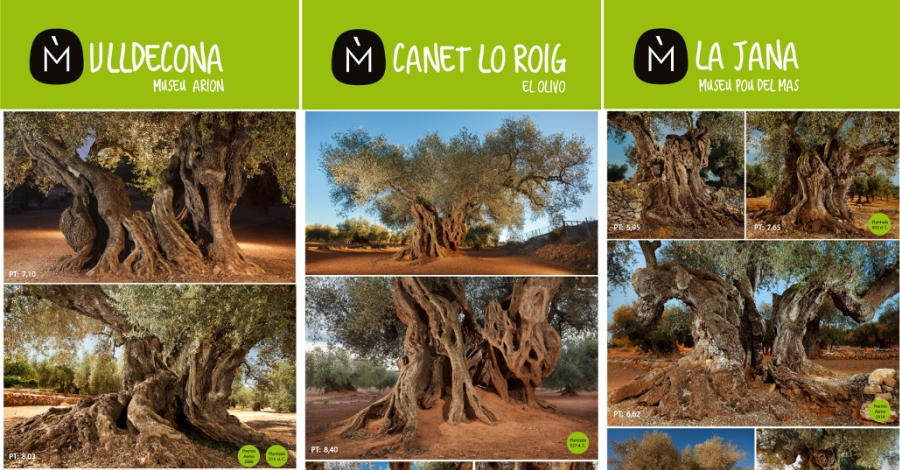 Inauguraci� de l&rsquo;exposici� �Oliveres mil�len�ries Territori S�nia�