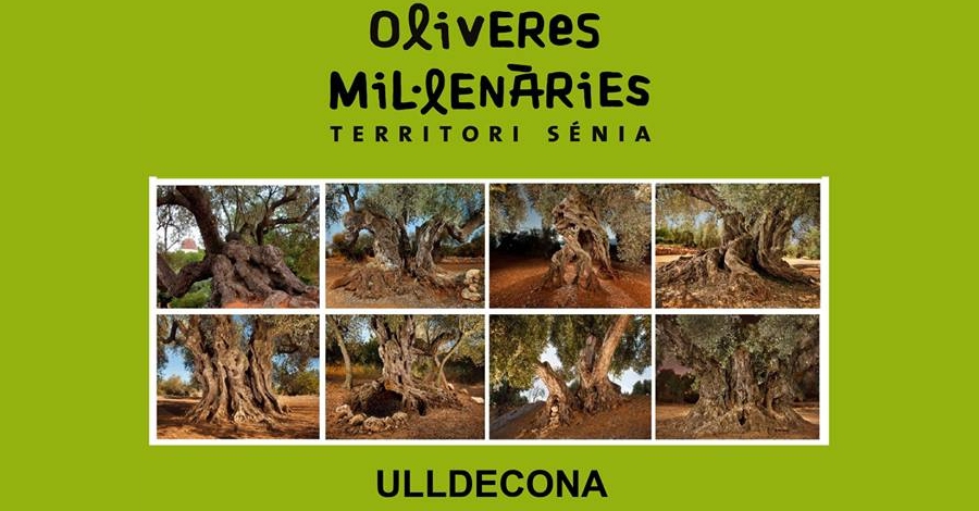 Exposici� Oliveres mil�len�ries Territori S�nia