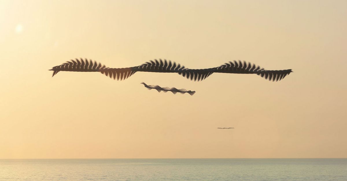 Ornitografies, una exposici que mostra la bellesa del vol dels ocells