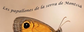 Exposici Les papallones de la serra de Montsi