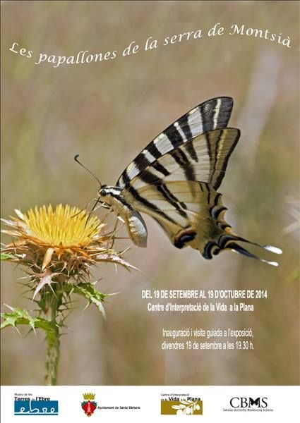 Exposici� �Les papallones de la serra de Montsi��