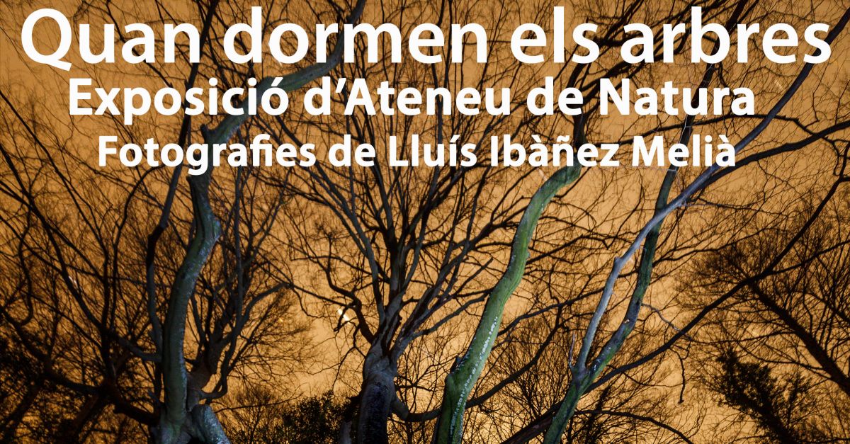Exposici� �Quan dormen els arbres�