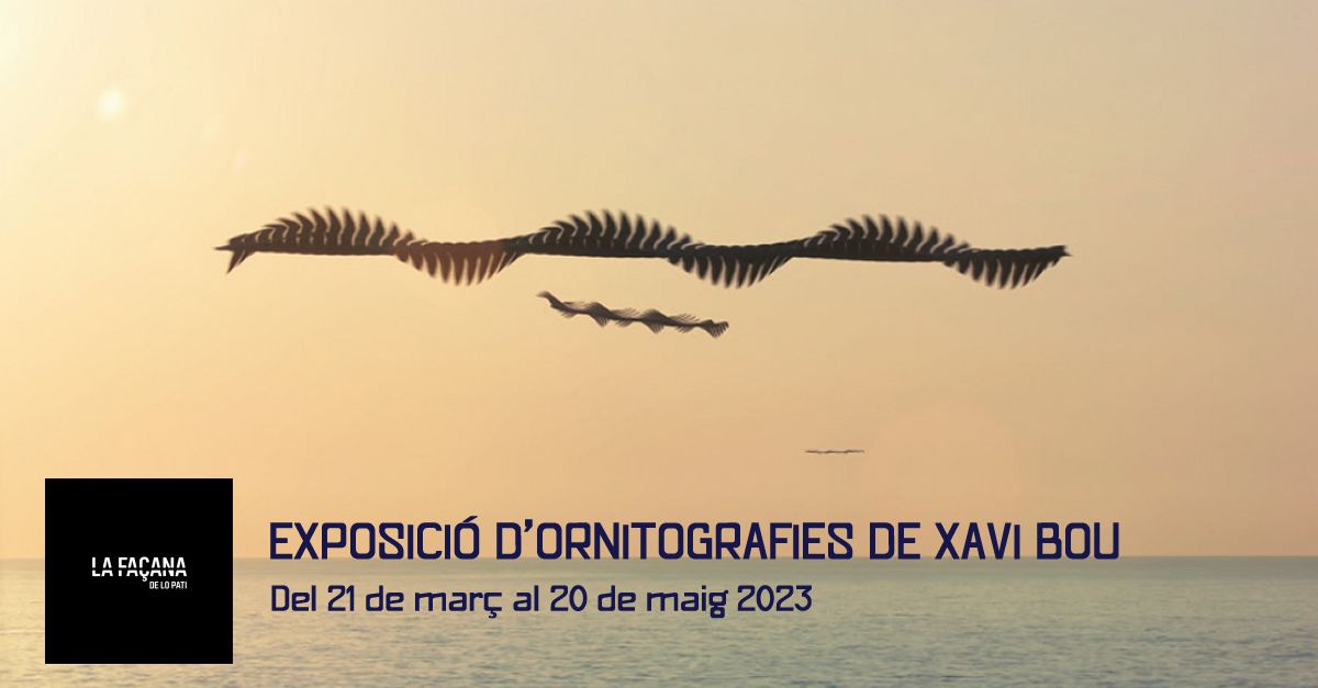Exposici� d�ornitografies de Xavi Bou a La Fa�ana del Pati
