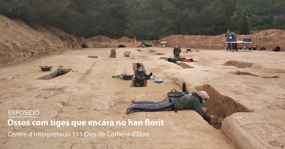 Exposici�: Ossos com tiges que encara no han florit