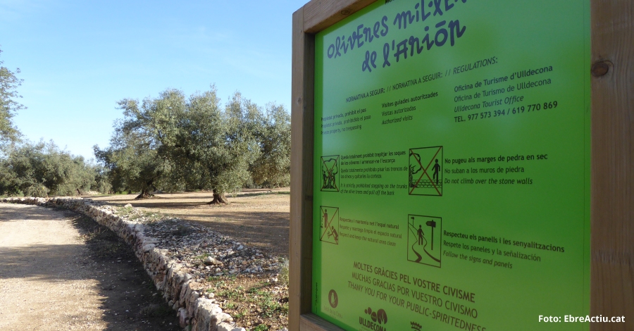 La Farga del Ari�n, entre los candidatos a �rbol Europeo del A�o (European Trees Of de Year) | EbreActiu.cat, revista digital de ocio activo | Terres de l&rsquo;Ebre...