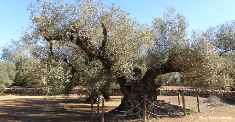 La Farga de lArion, entre els candidats a Arbre Europeu de lAny (European Trees Of de Year)