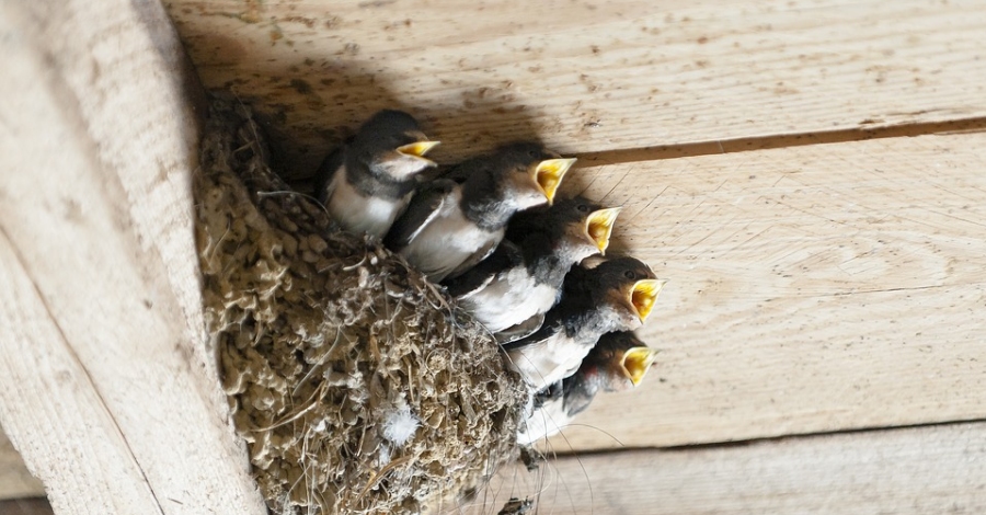 Fauna urbana protegida: els altres ciutadans 