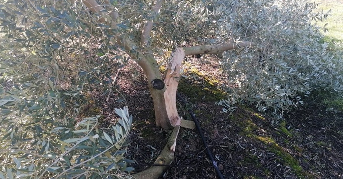 La FCAC preveu que la producció d’oliva caurà a la meitat a les zones afectades pel temporal Filomena | EbreActiu.cat, revista digital d’oci actiu | Terres de l’Ebre ... La FCAC preveu que la producció d’oliva caurà a la meitat a les zones afectades pel temporal Filomena | EbreActiu.cat, revista digital d’oci actiu | Terres de l’Ebre ...