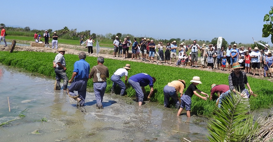 Festa de la Plantada de l�Arr�s a Deltebre