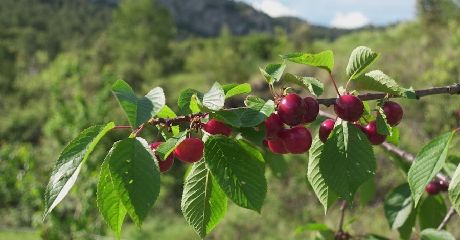 La XVII Festa de la Cirera de Paüls se celebrarà els dies 6 i 7 de juny en format digital | EbreActiu.cat, revista digital d’oci actiu | Terres de l’Ebre ... La XVII Festa de la Cirera de Paüls se celebrarà els dies 6 i 7 de juny en format digital | EbreActiu.cat, revista digital d’oci actiu | Terres de l’Ebre ...