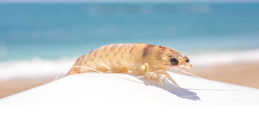 Festa del Llagostí de Vinaròs Festa del Llagostí de Vinaròs