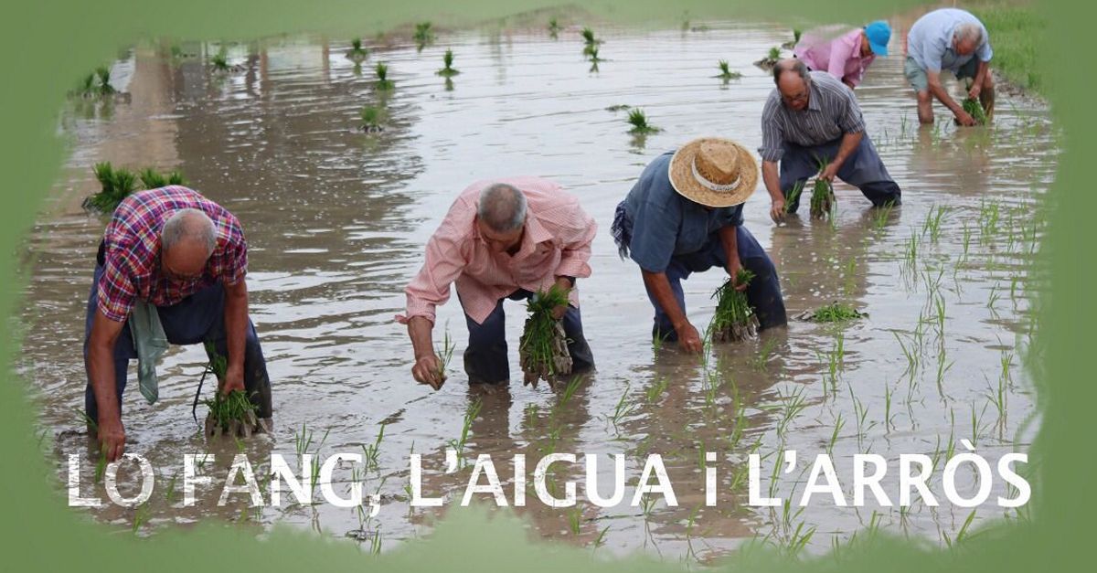 Festa de la Plantada de l�Arr�s a l�Aldea
