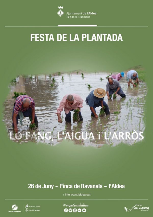 Festa de la Plantada de l�Arr�s a l�Aldea