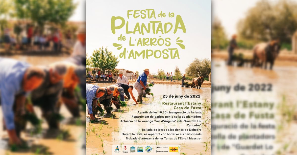 Festa de la Plantada de l�Arr�s a Amposta