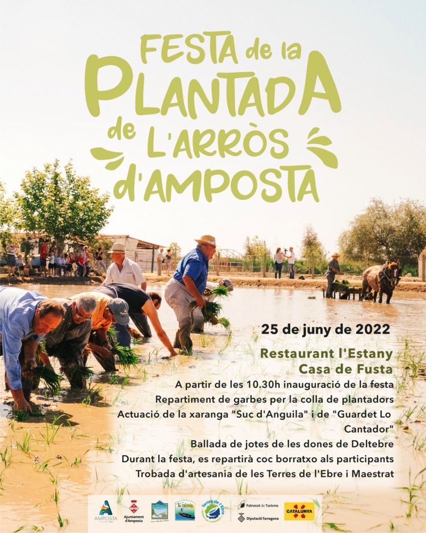 Festa de la Plantada de l�Arr�s a Amposta