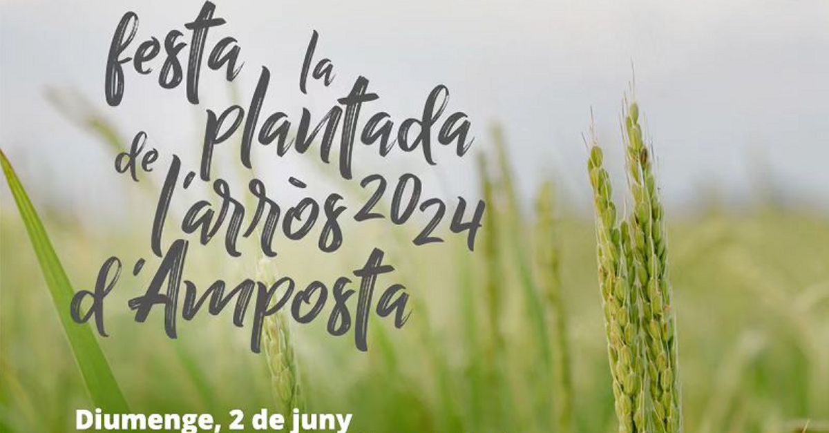 Festa de la Plantada de l�Arr�s 2024 - Amposta