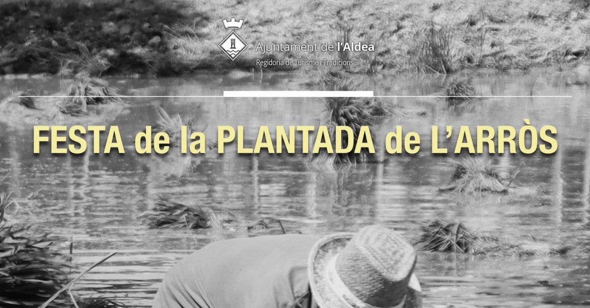 Festa de la Plantada de l�Arr�s 2024 - l�Aldea
