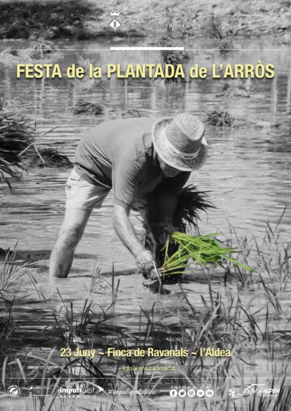 Festa de la Plantada de l�Arr�s 2024 - l�Aldea