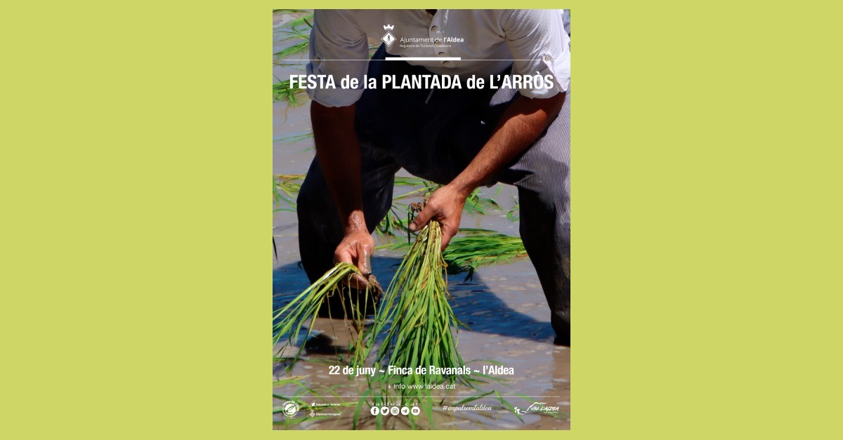 Festa de la Plantada de l�arr�s de L�Aldea