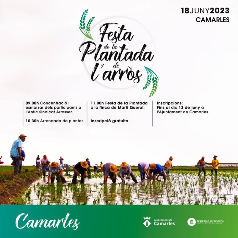 Festa de la Plantada de l�arr�s
